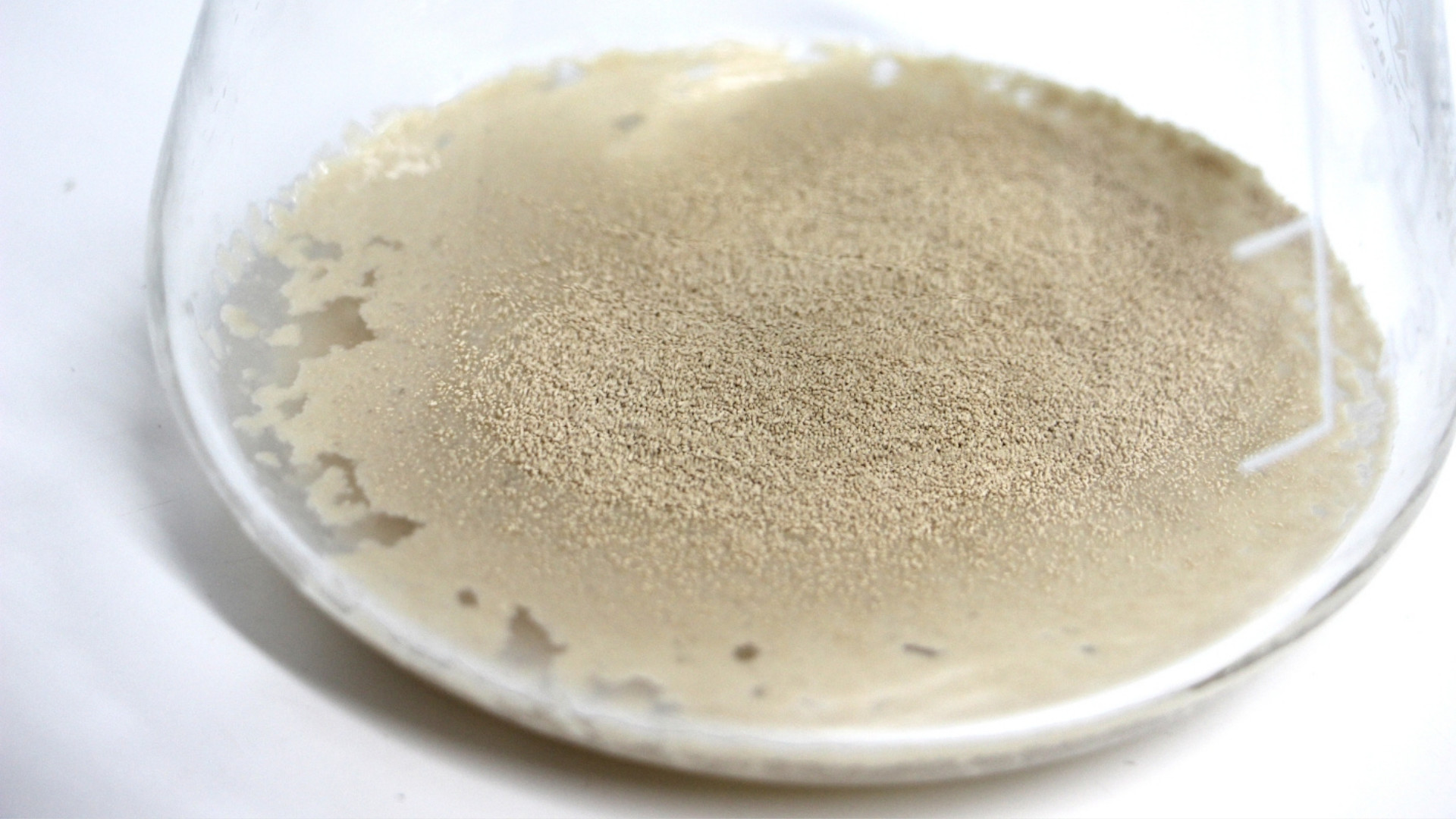 Trockenhefe rehydrieren für Bier und Brot