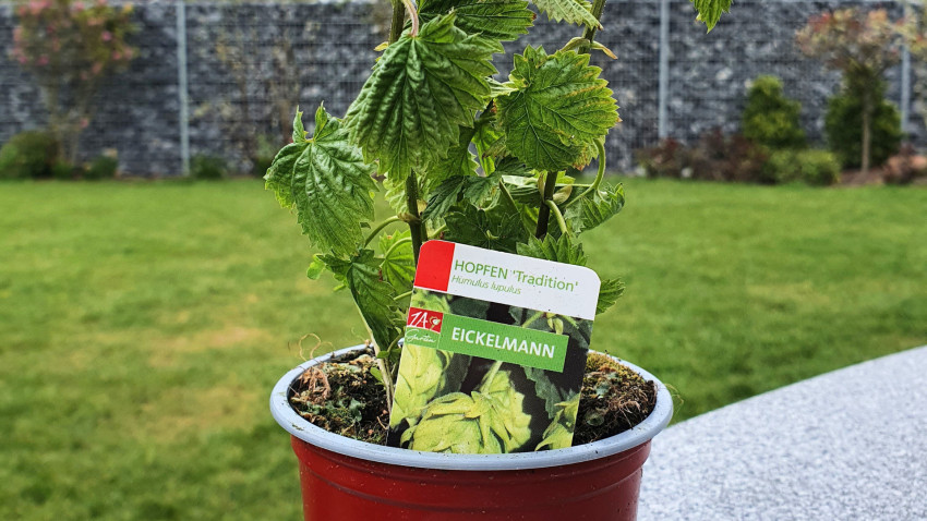 hopfen anbauen