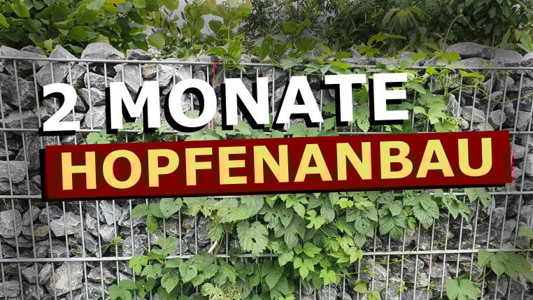 2 Monate Hopfenanbau – Und jetzt das!