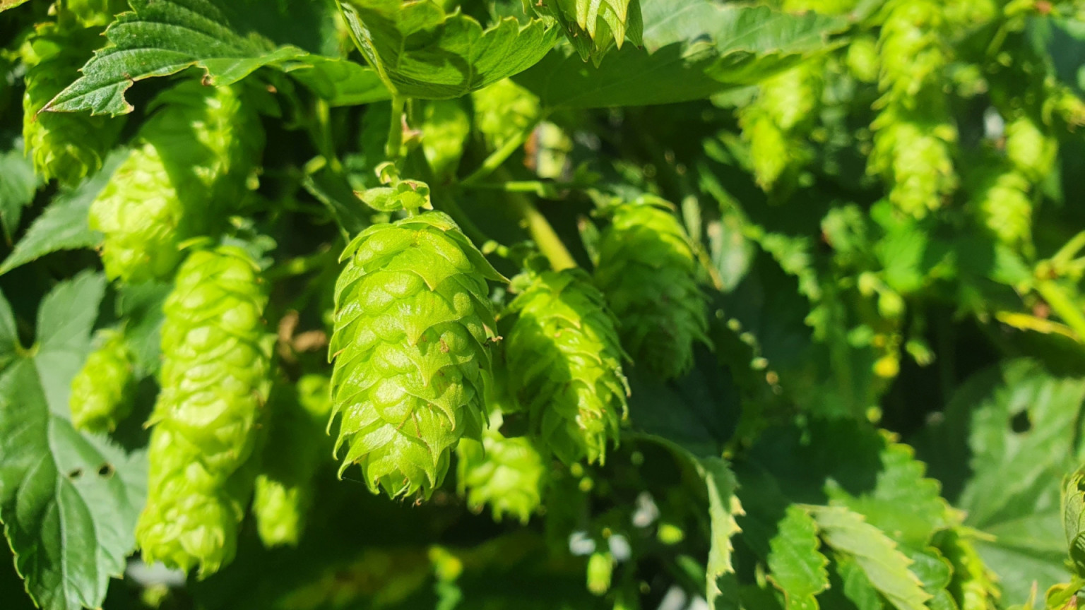Deswegen musst du Hobbybrauer werden