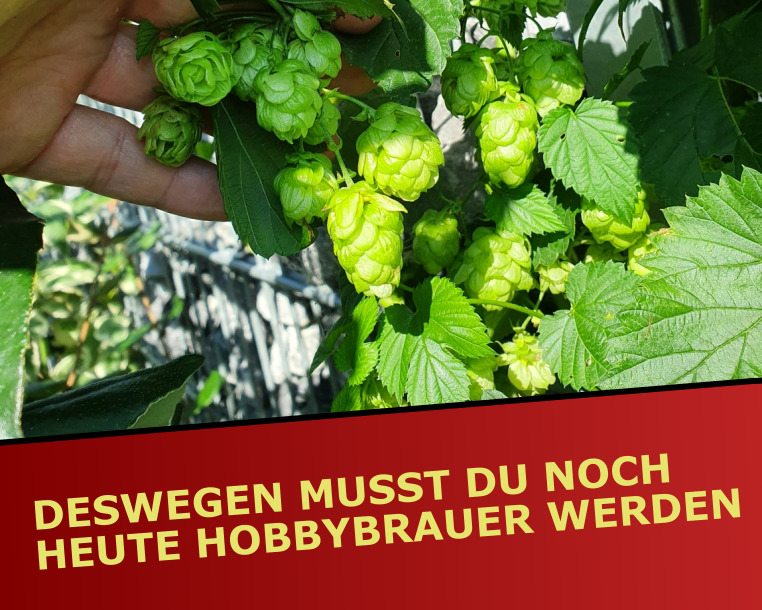 Deswegen musst du Hobbybrauer werden