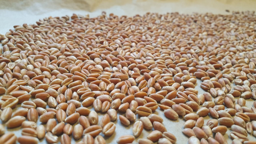 Torrefied Wheat selber machen