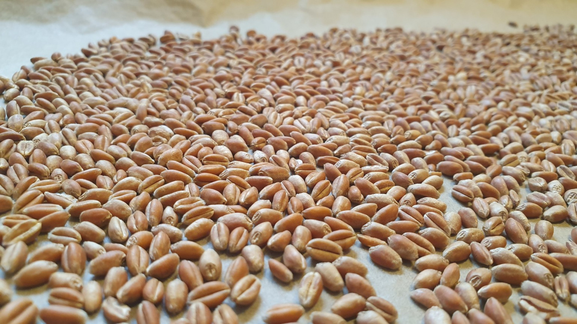 Torrefied Wheat selber machen