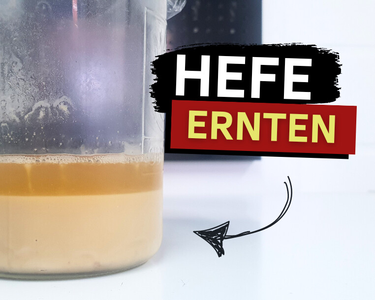 hefe ernten für hobbybrauer