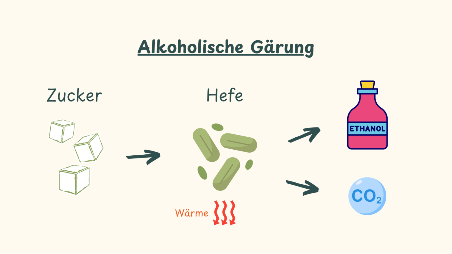 Die alkoholische Gärung der Bierhefe. Aus Zucker entsteht Alkohol, CO2 und Wärme.
