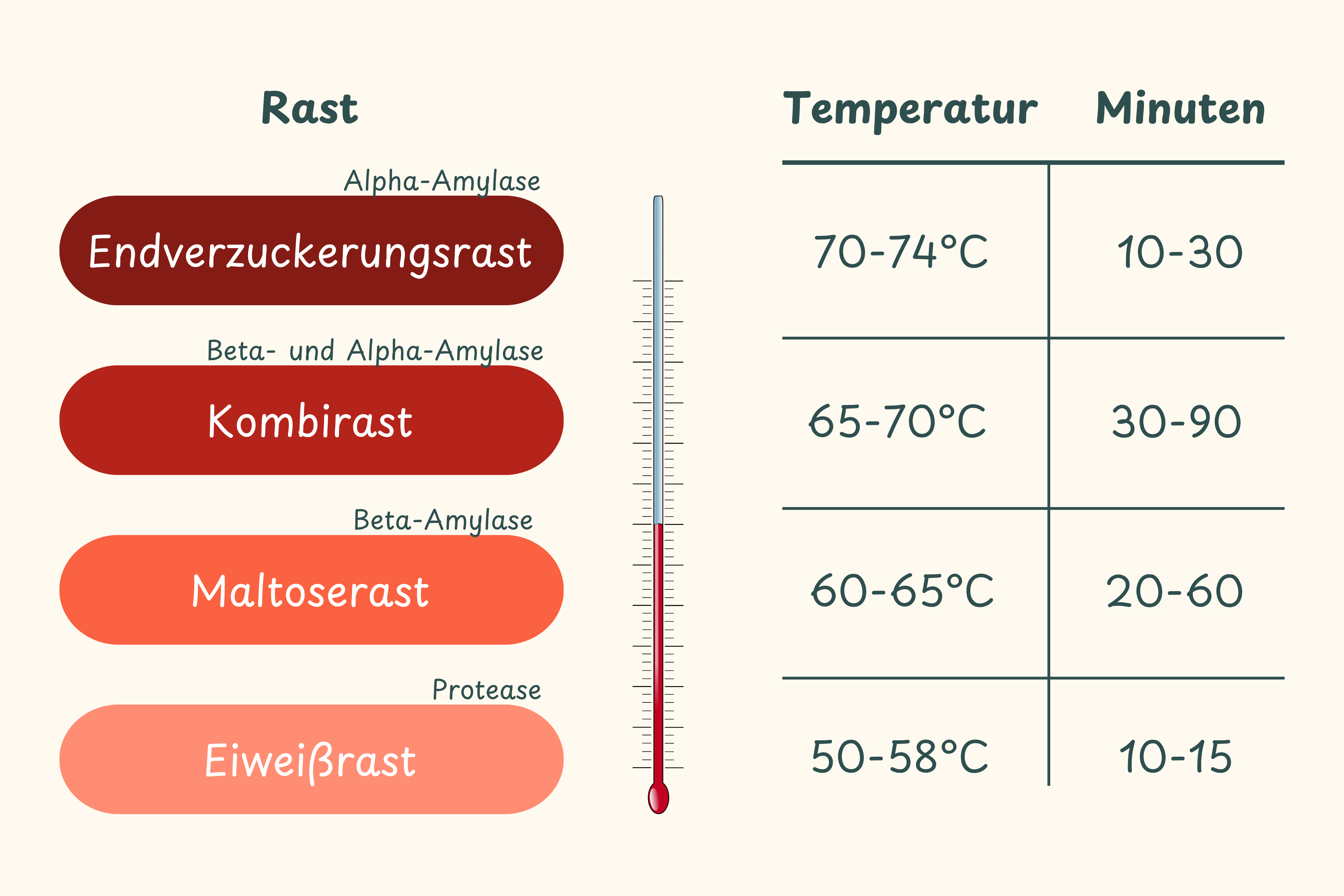 Die wichtigsten Rasten für Bierbrauer. Endverzuckerungsrast bei 70-74°C für 10-30 Minuten. Kombirast bei 65-70°C für 30-90 Minuten, Maltoserast bei 60-65°C für 20-60 Minuten und Eiweißrast bei 50-58°C für 10-15 Minuten.