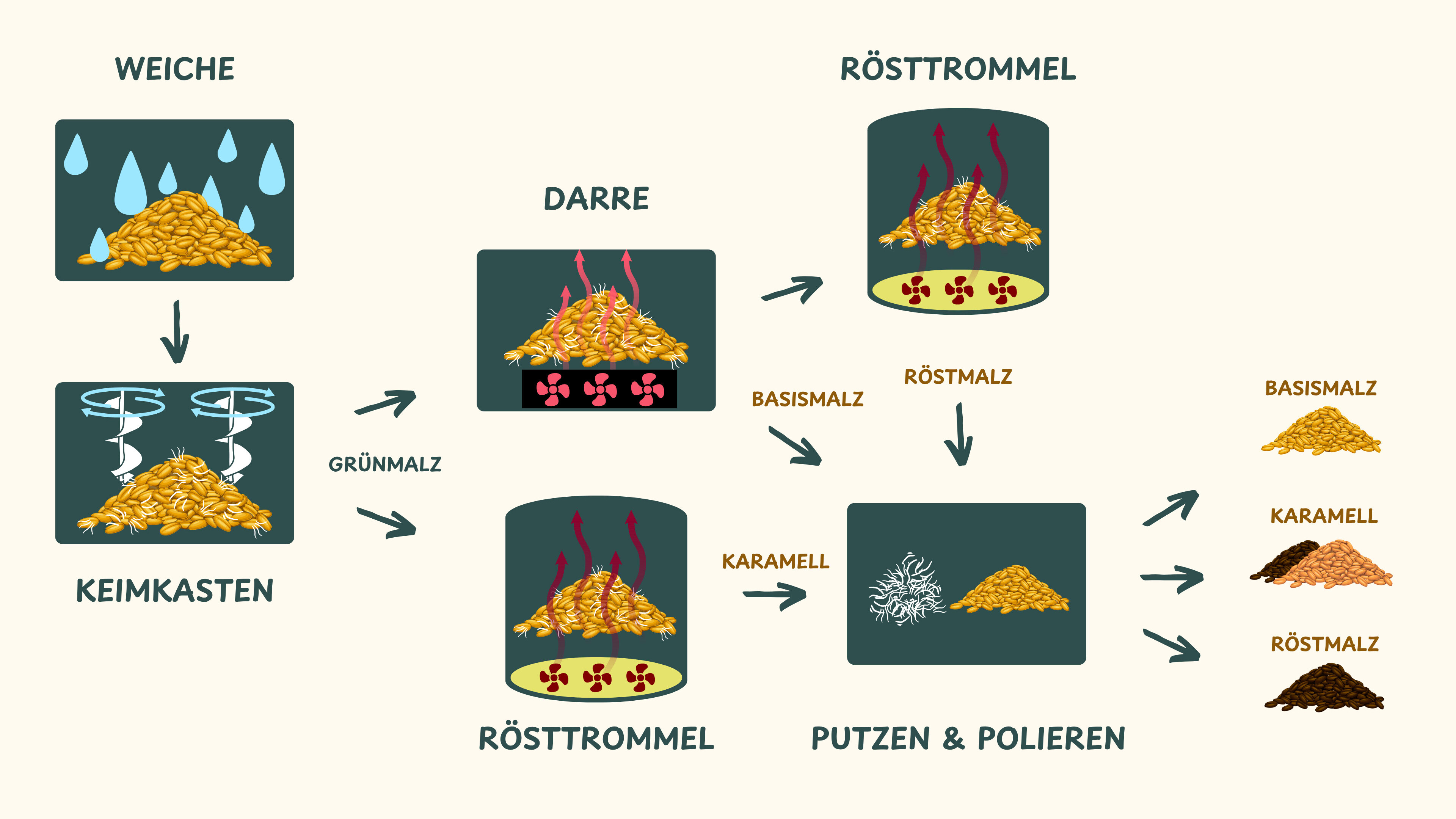 Der Prozess in der Mälzerei. Vom Korn zum Malz.