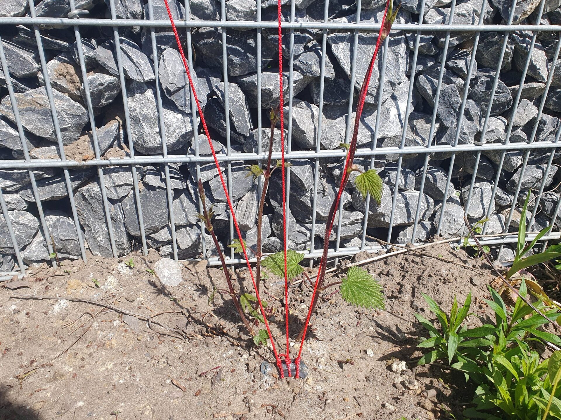 Junge Hopfenpflanze mit Trieben an roten Kletterschnüren vor einer Gabione im Garten