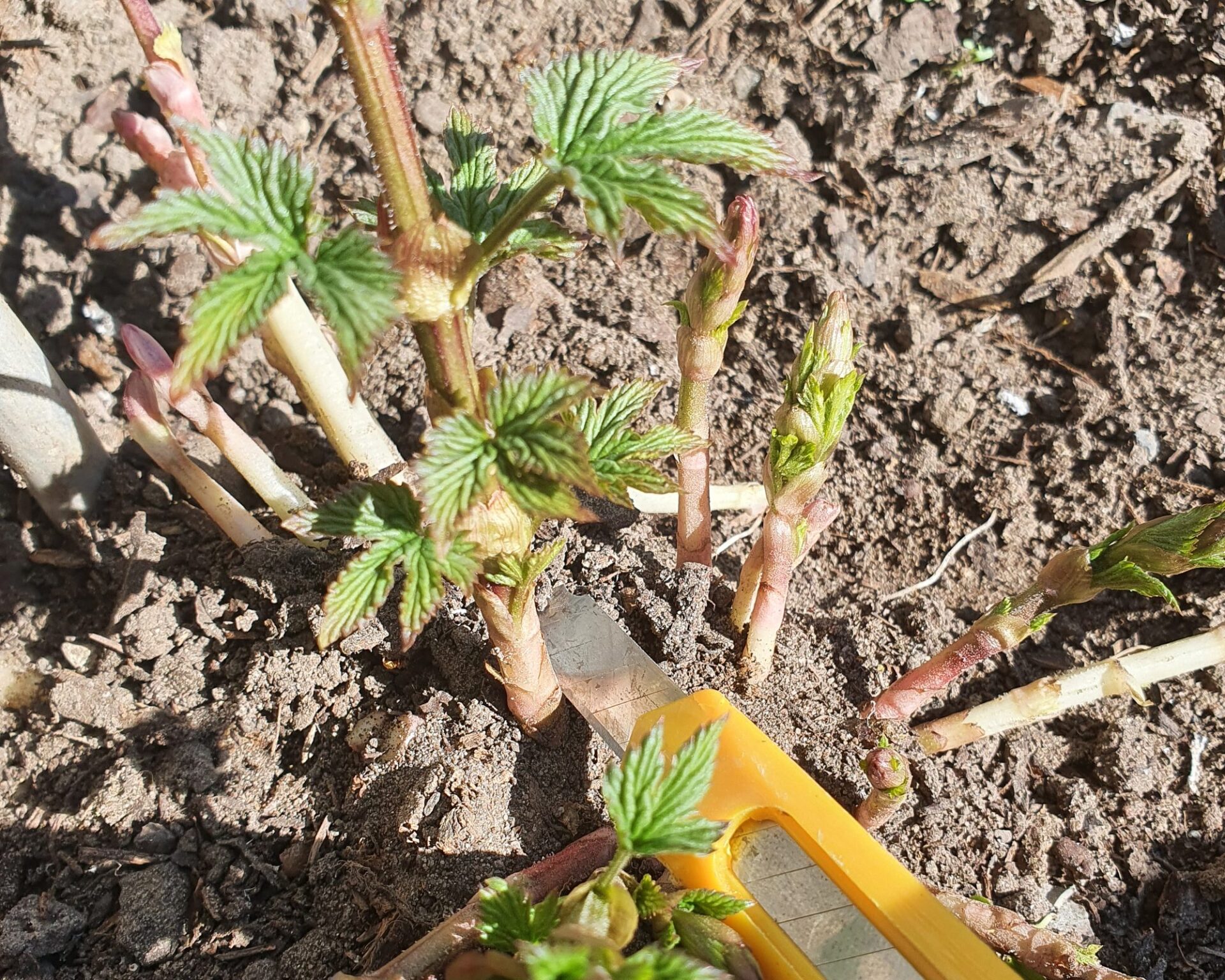 Junge Hopfentriebe im Frühjahr im Gartenbeet, daneben ein gelbes Cuttermesser zum Ausschneiden überzähliger Triebe