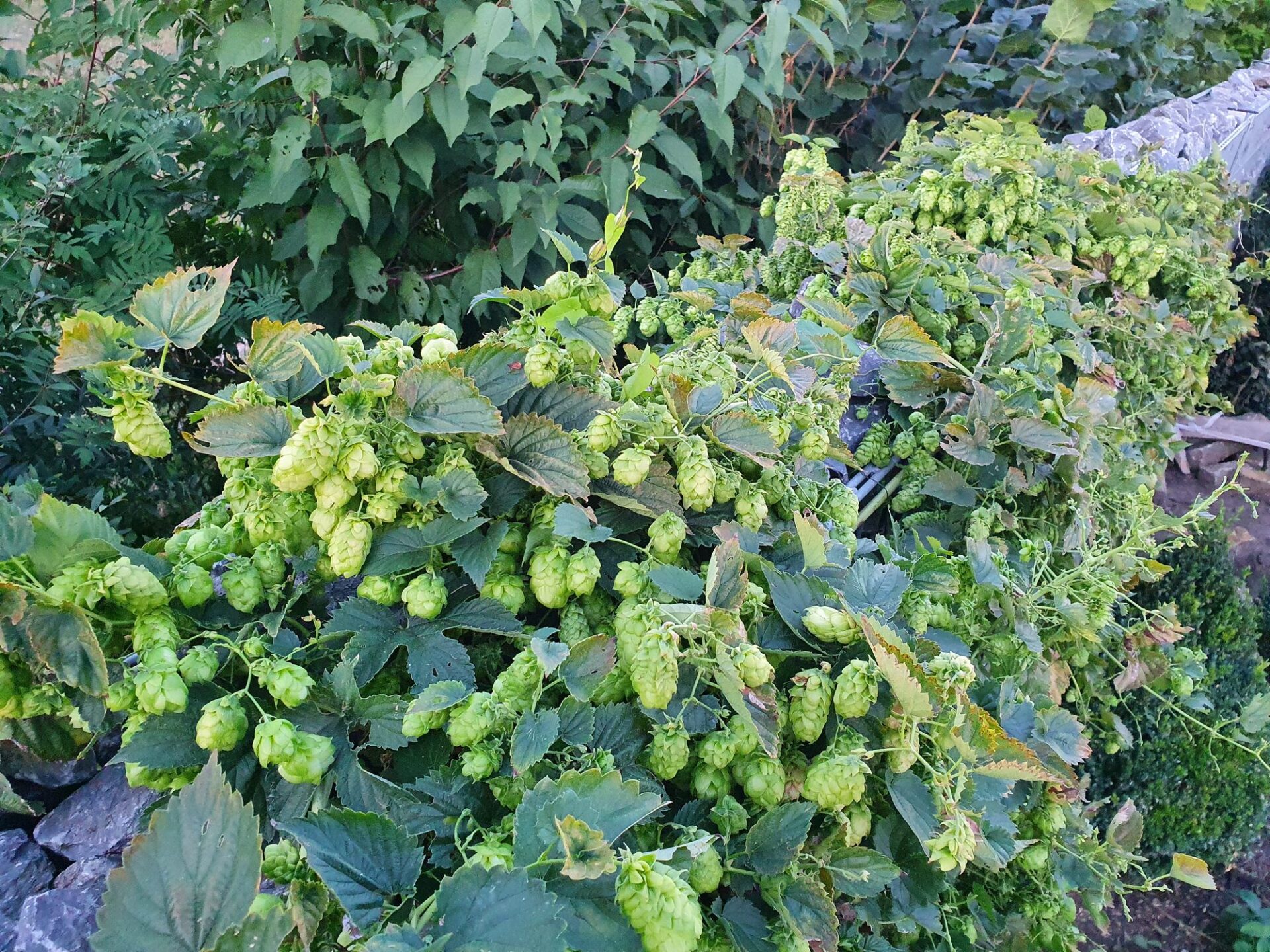 Reife Hopfendolden hängen dicht an Hopfenranken über einer Natursteinmauer im Garten