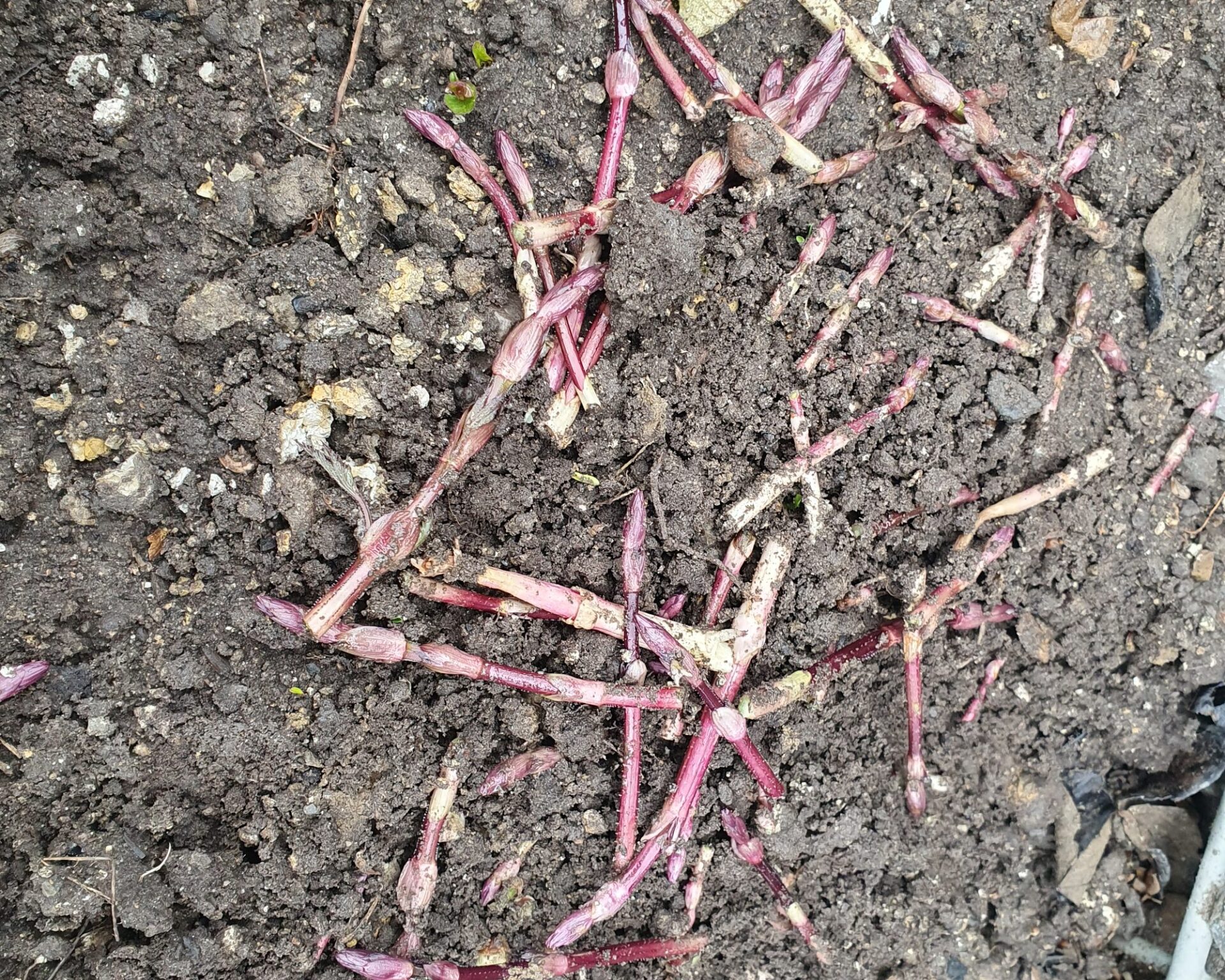 Rötliche Hopfentriebe mit Knospen liegen auf dunkler Gartenerde im Frühjahr