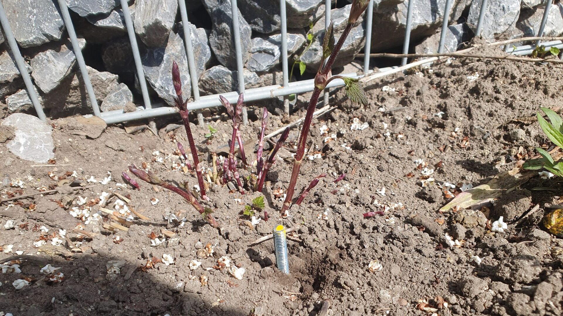 Rötliche junge Hopfentriebe wachsen im Frühjahr aus dem Gartenboden neben einer Gewindestange vor einer Steinwand