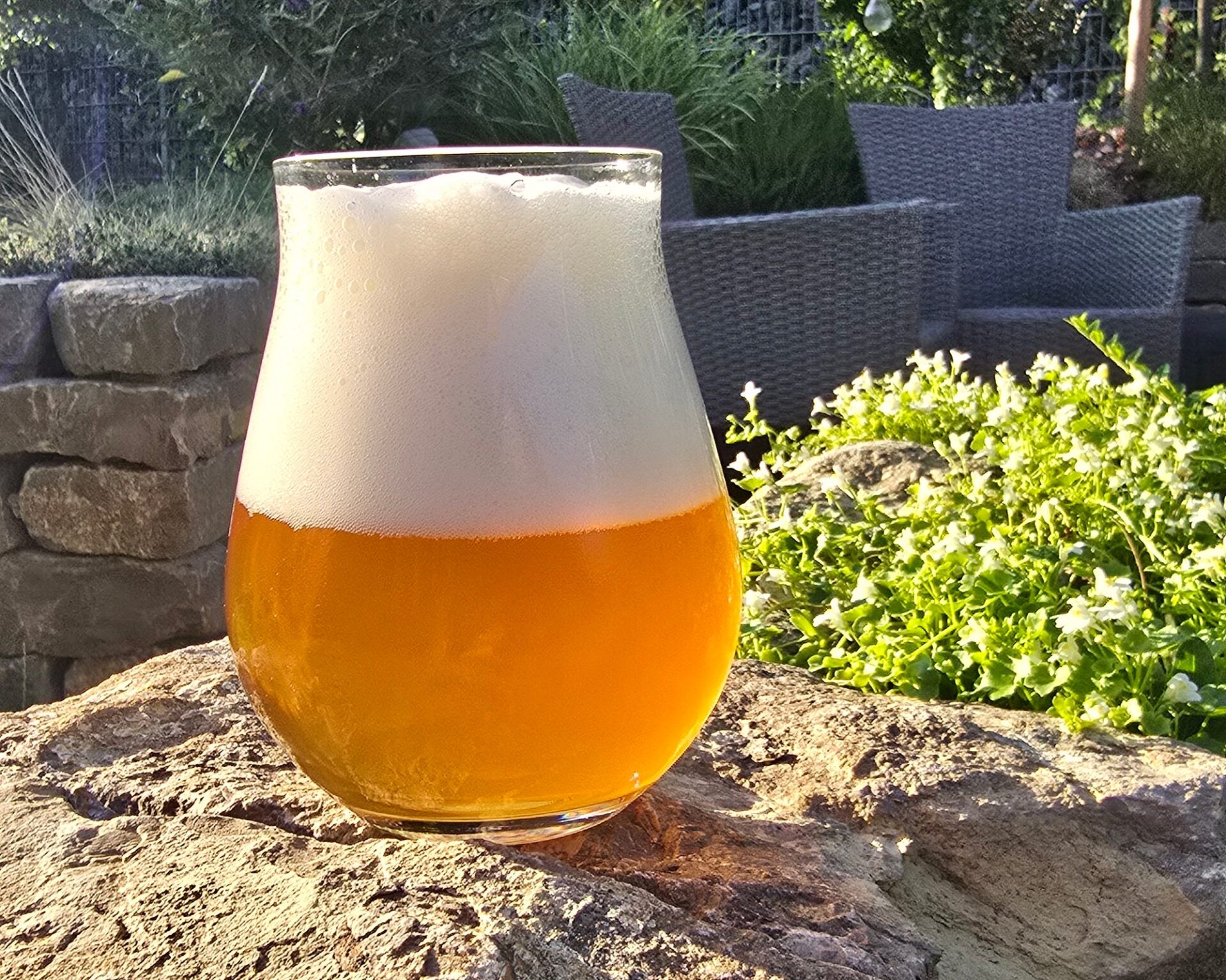 Mein Kornøl, ein Kräuterbier mit Wacholderzweigen gebraut, im Tulpenglas auf einem Stein im Garten