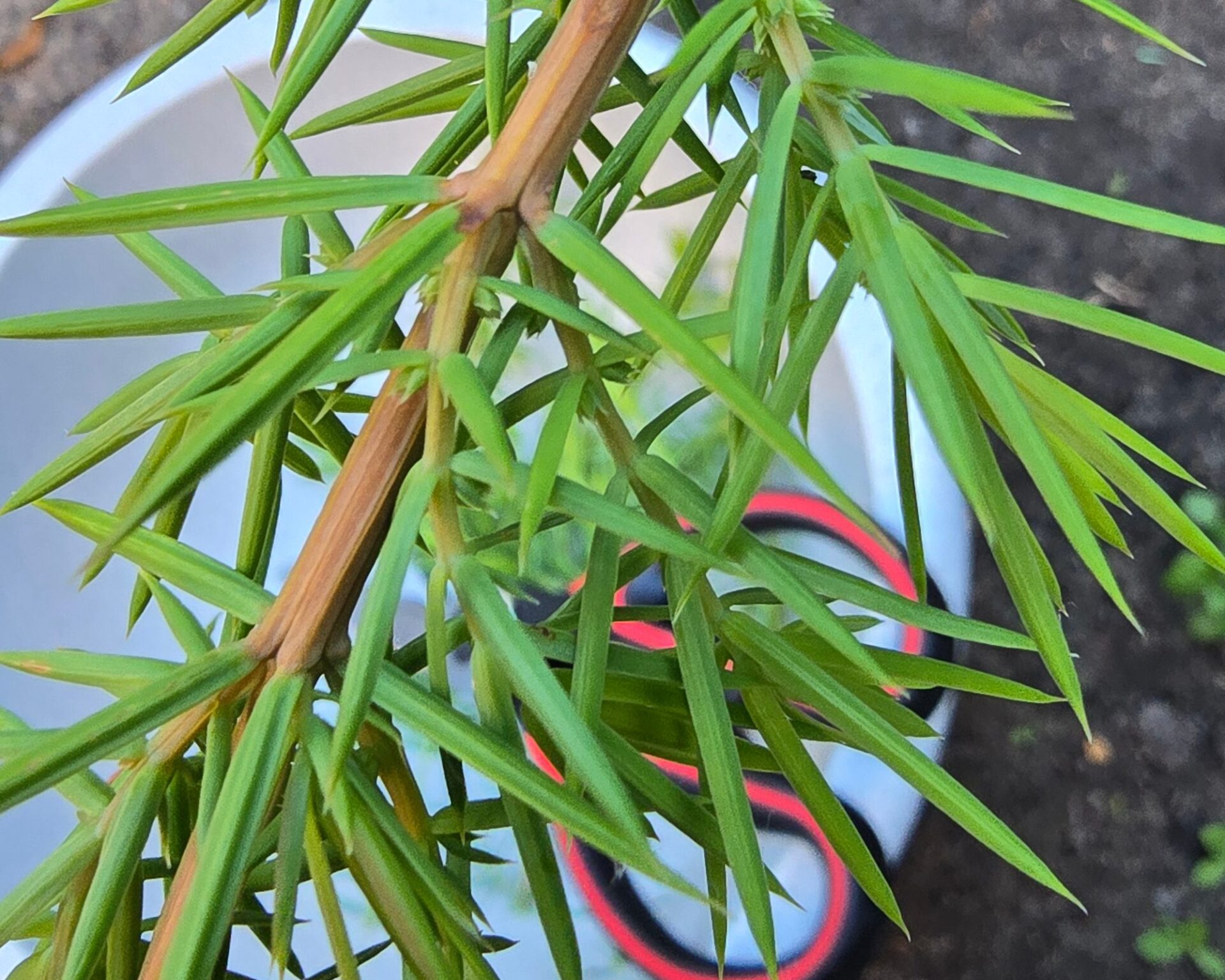 Frischer Wacholderzweig für ein Kräuterbier über einem weißen Eimer im Garten